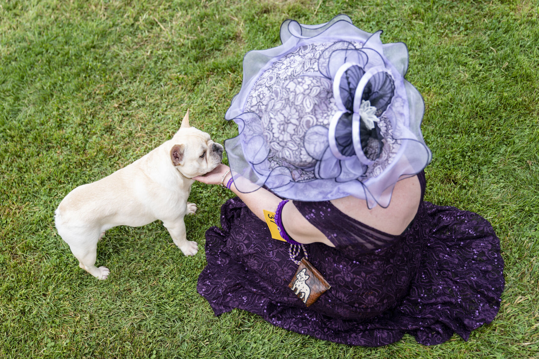 Westminster Dog Show
